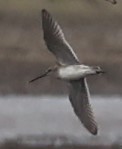 Long-billed Dowitcher - ML615442869