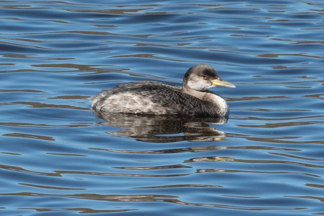 Red-necked Grebe - ML615442872