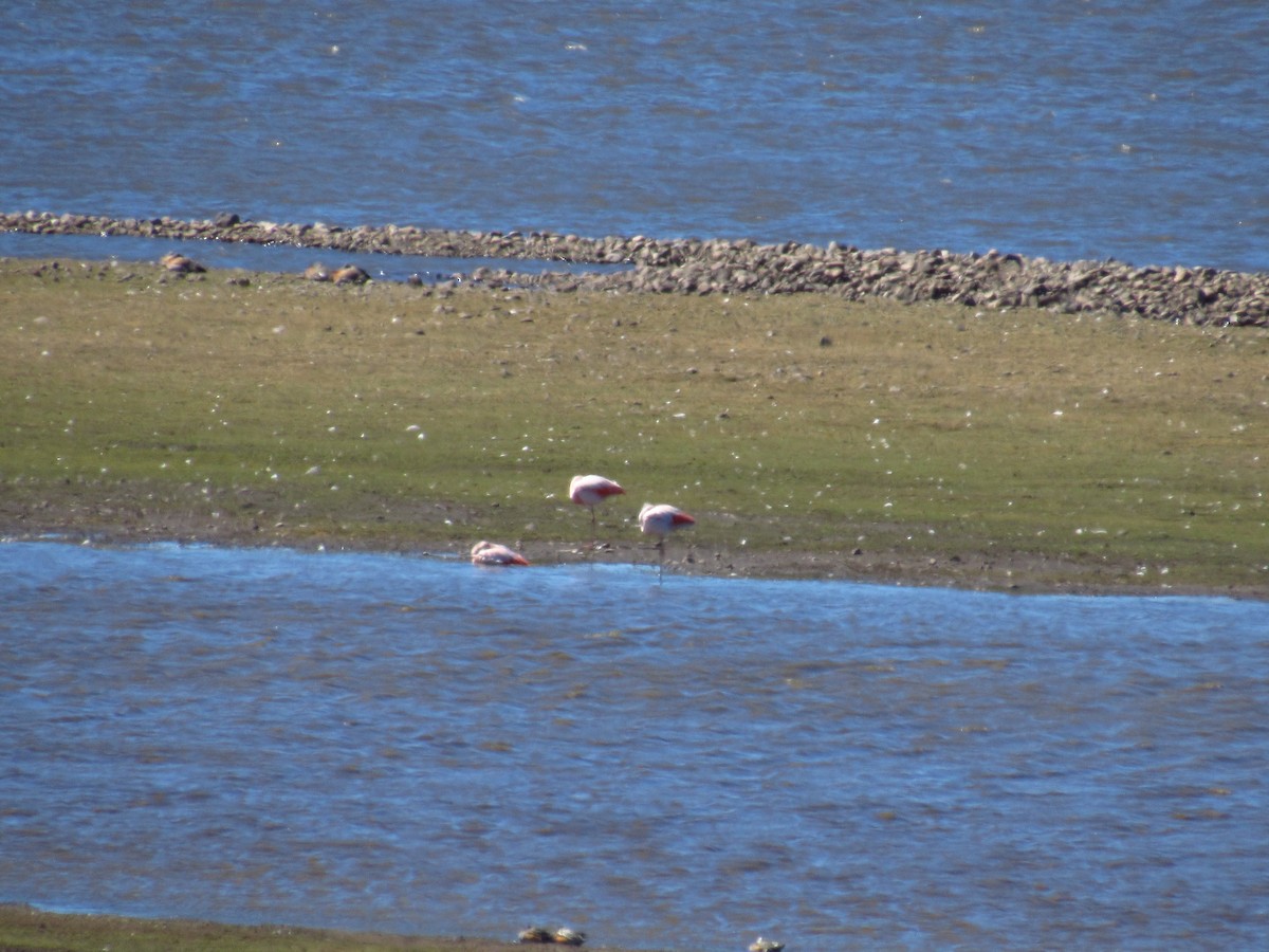 Chilean Flamingo - Mario Reyes