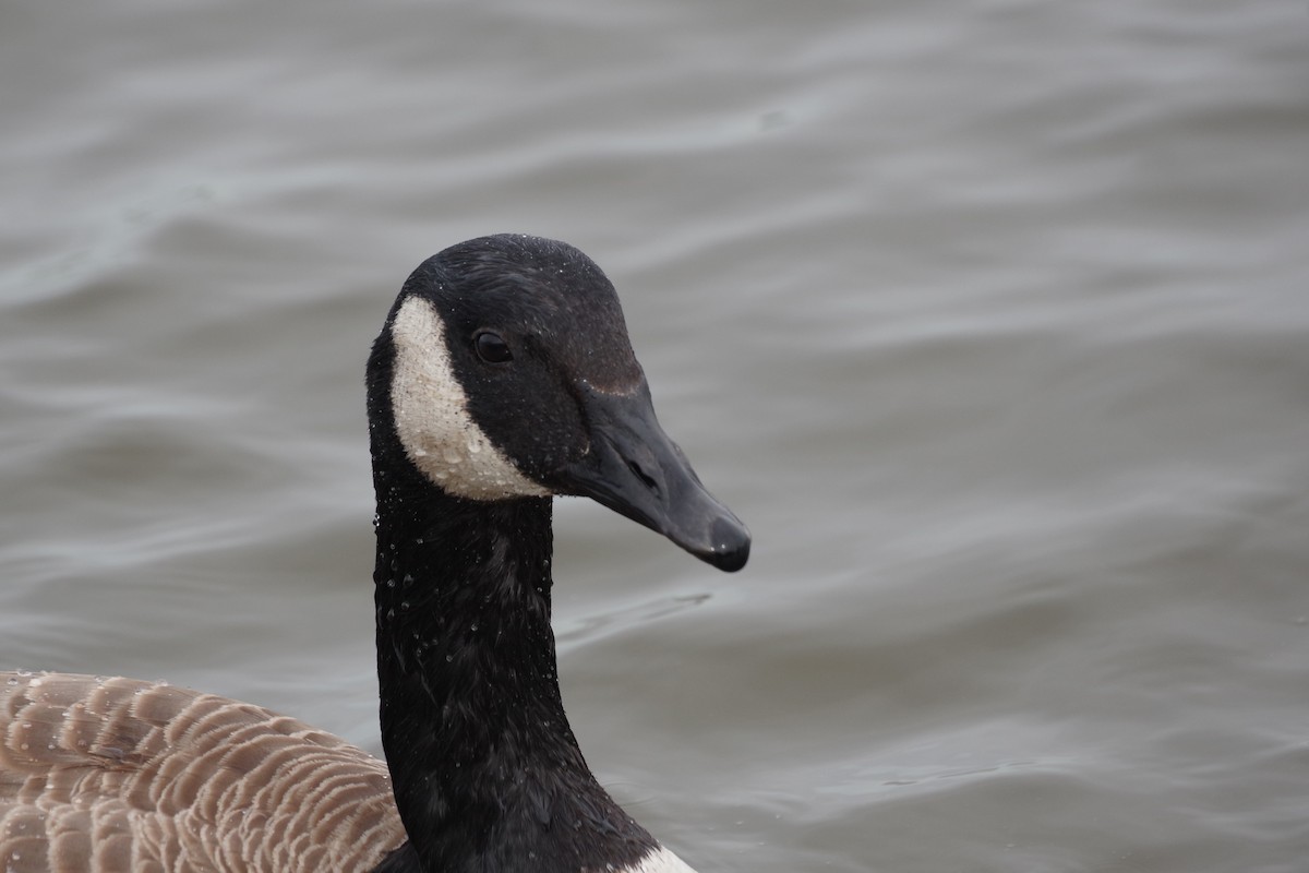 Canada Goose - ML615442975