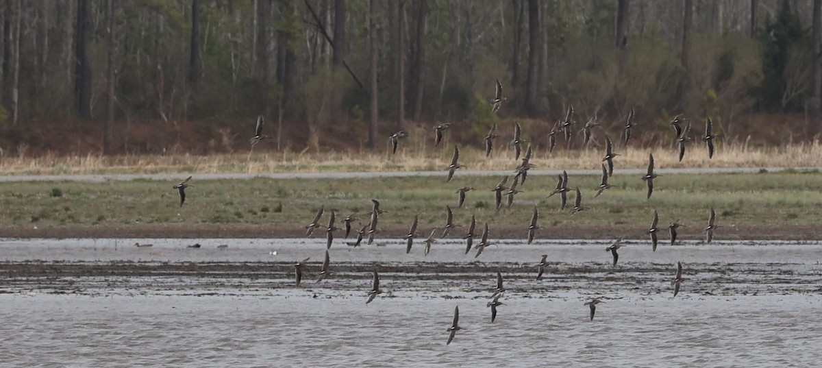 Long-billed Dowitcher - ML615443007