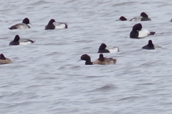 Greater Scaup - ML615443050