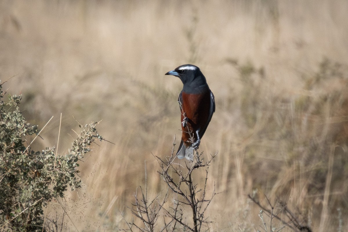 White-browed Woodswallow - ML615443070