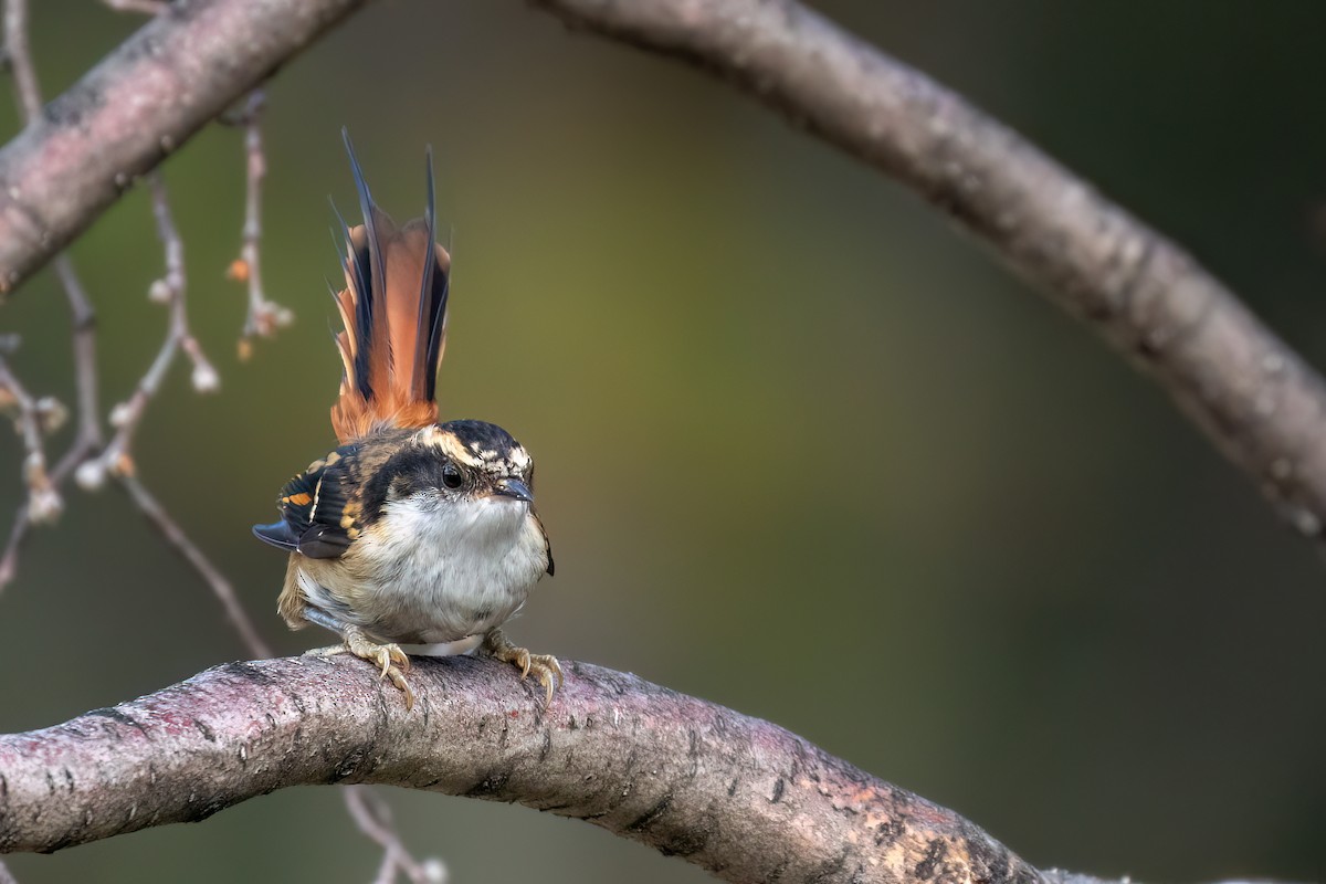 Thorn-tailed Rayadito - Marcos Eugênio Birding Guide
