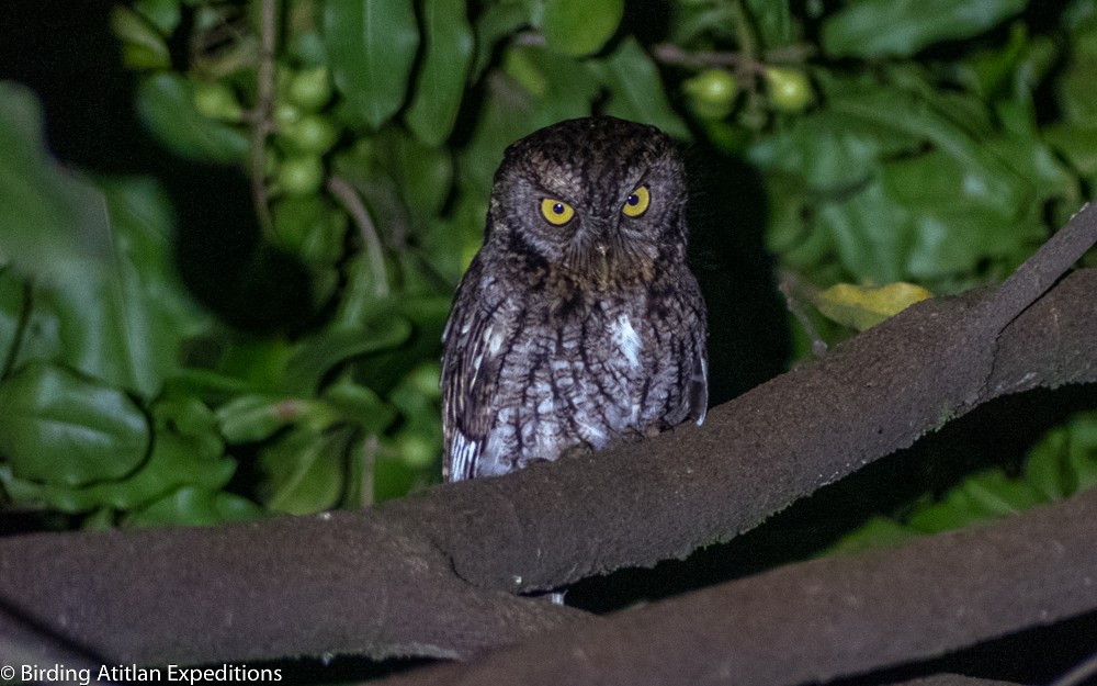 Whiskered Screech-Owl - ML615443136