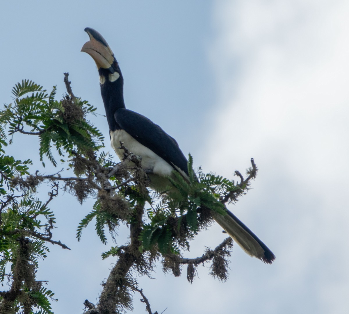 Malabar Pied-Hornbill - ML615443172