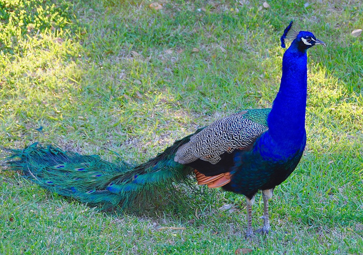 Indian Peafowl - ML615443195