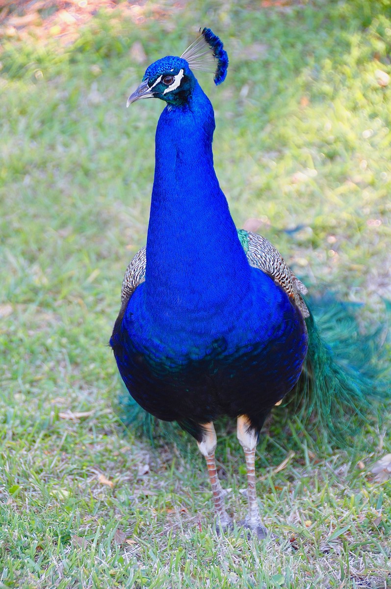 Indian Peafowl - ML615443197