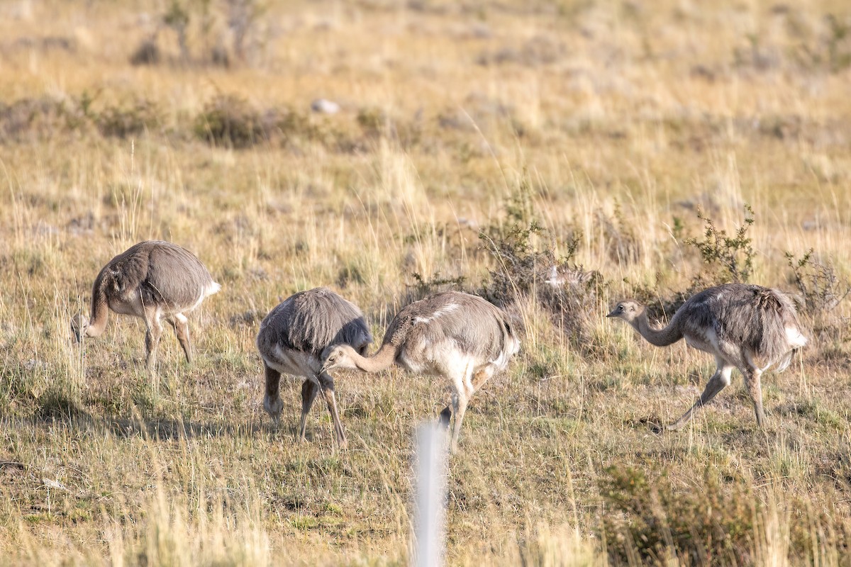 Lesser Rhea - Marcos Eugênio Birding Guide