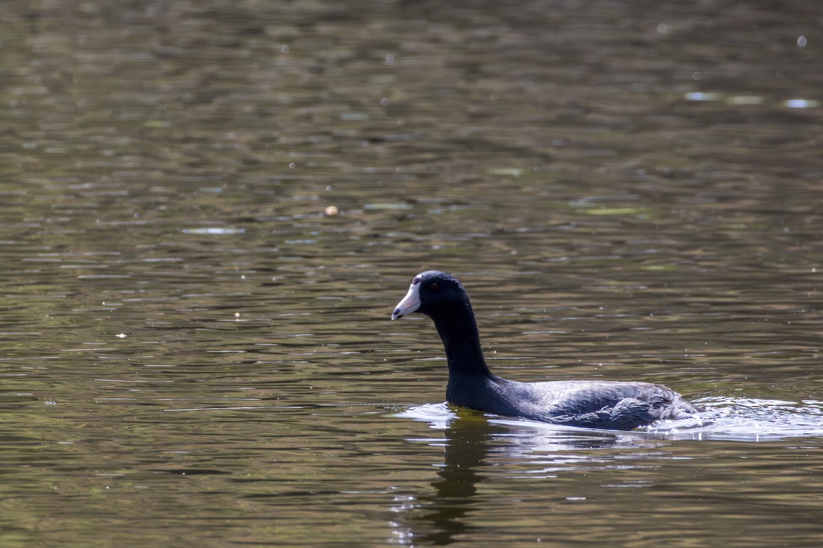 American Coot - ML615443297