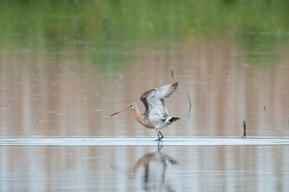 Black-tailed Godwit - ML615443384