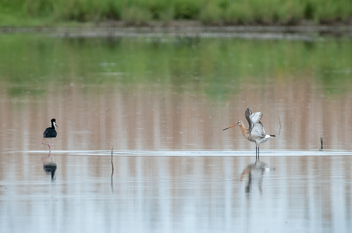 Black-tailed Godwit - ML615443385