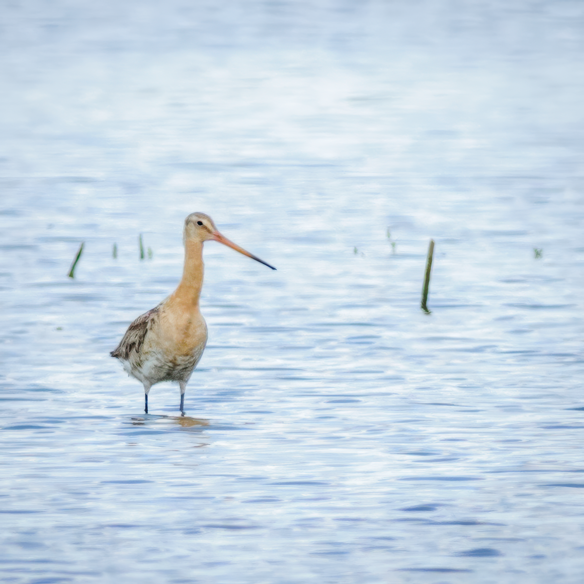 Black-tailed Godwit - ML615443386