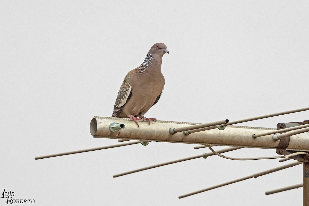 Picazuro Pigeon - ML615443397