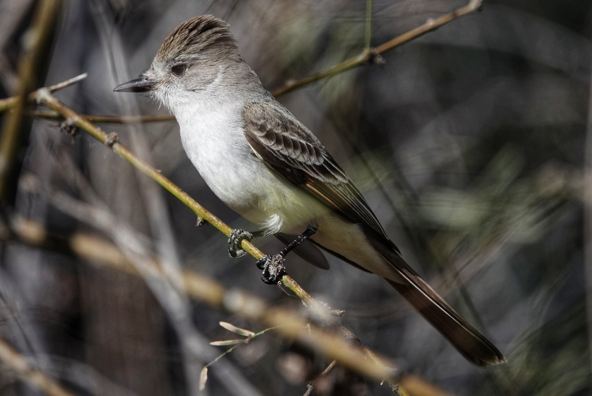 Ash-throated Flycatcher - ML615443433