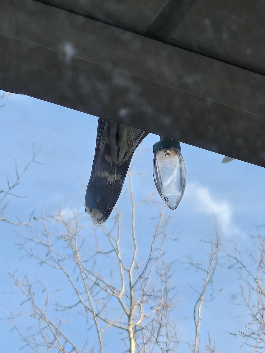 dřemlík tundrový - ML615443498