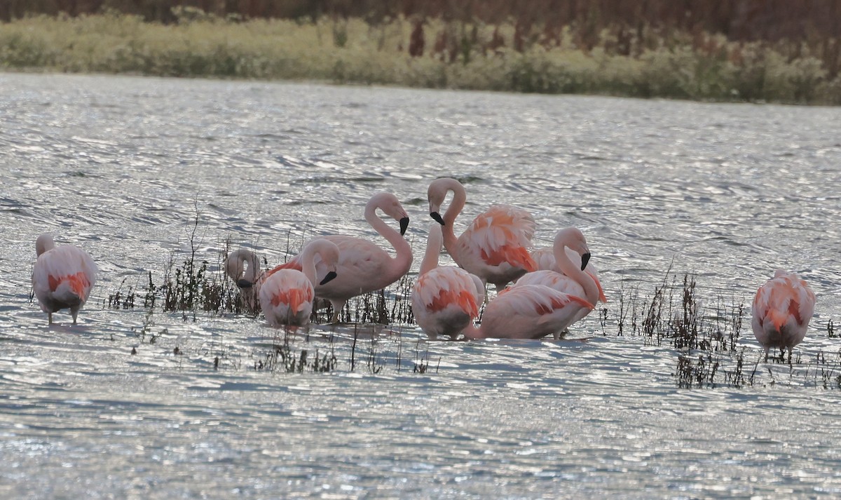 Şili Flamingosu - ML615443556
