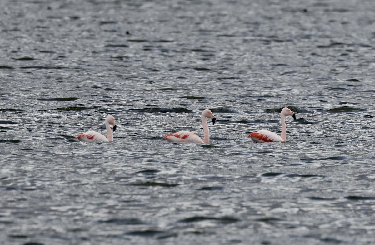 Chilean Flamingo - ML615443557