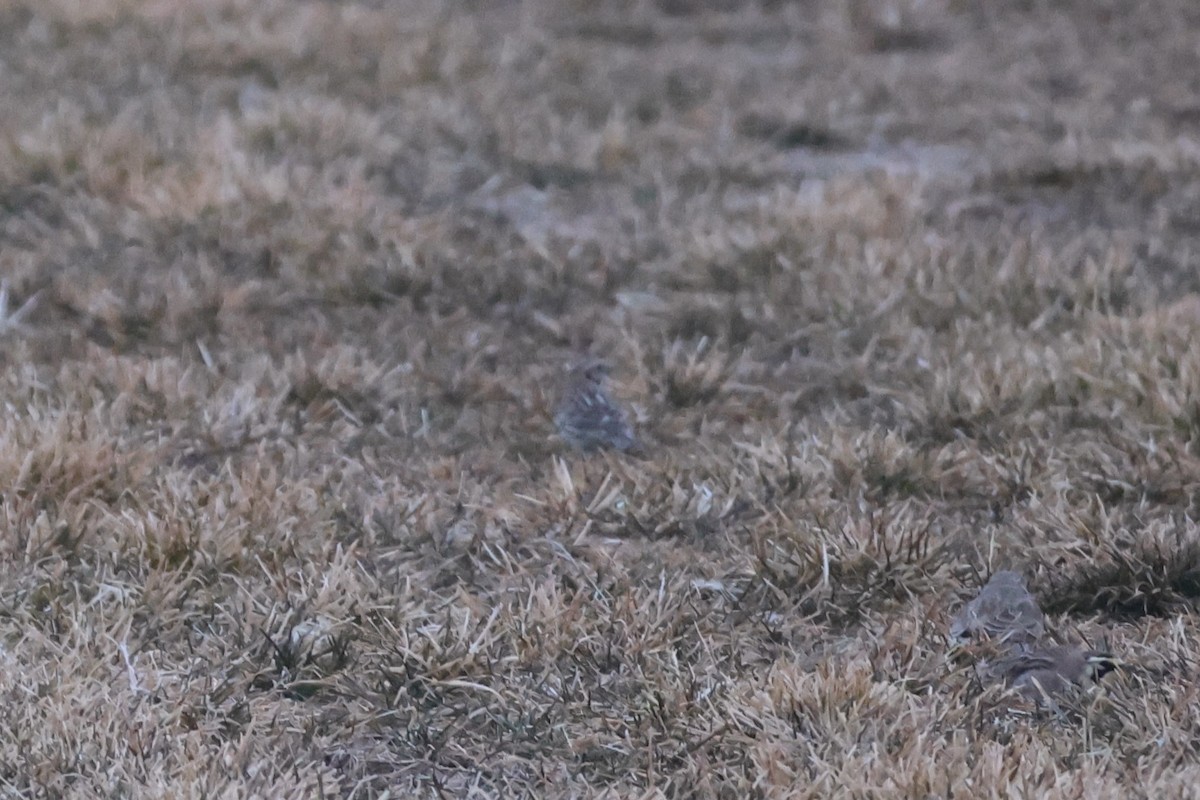 Lapland Longspur - ML615443568