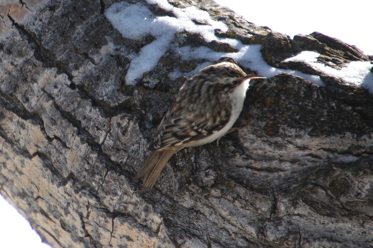 Brown Creeper - ML615443623