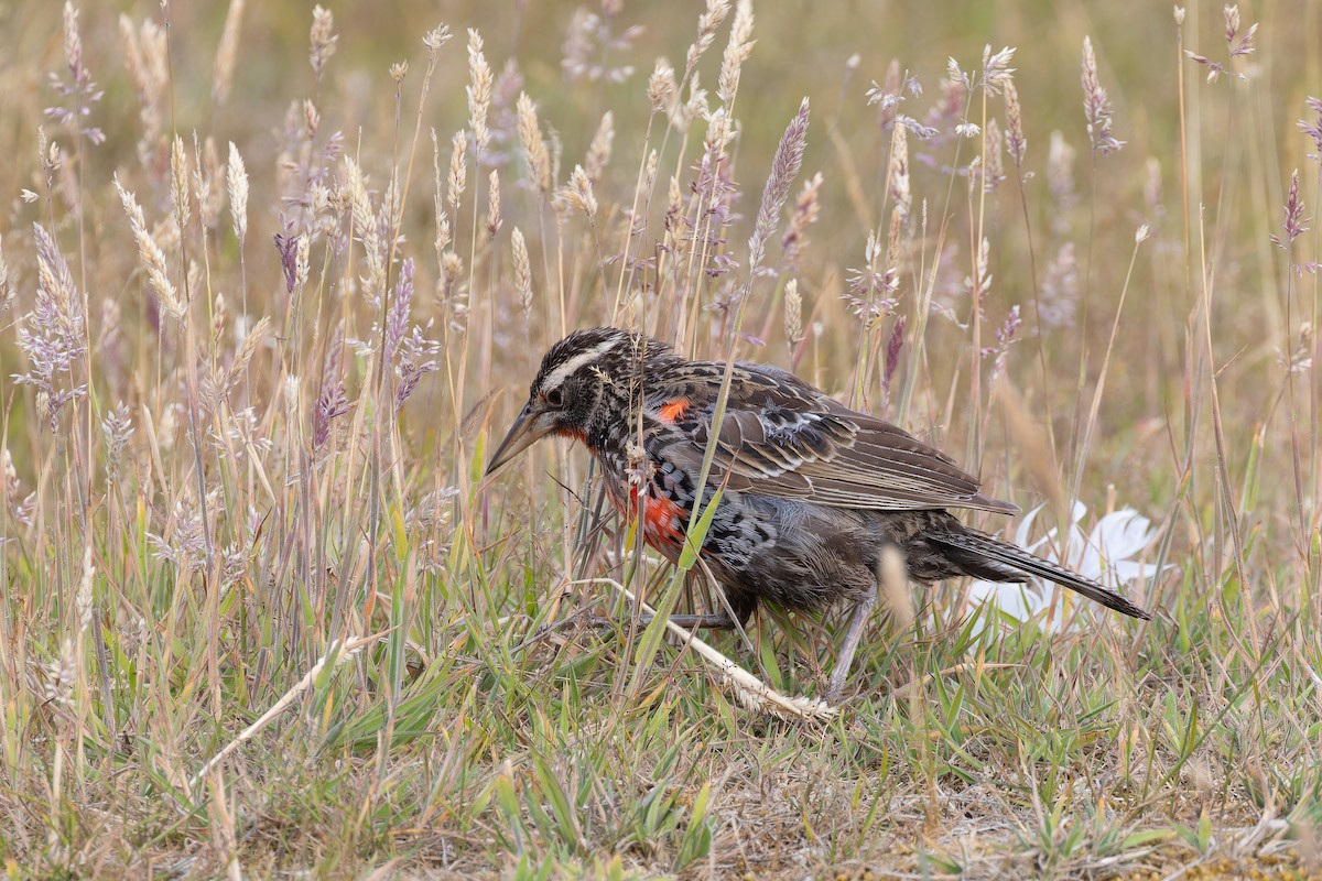 Long-tailed Meadowlark - ML615443625