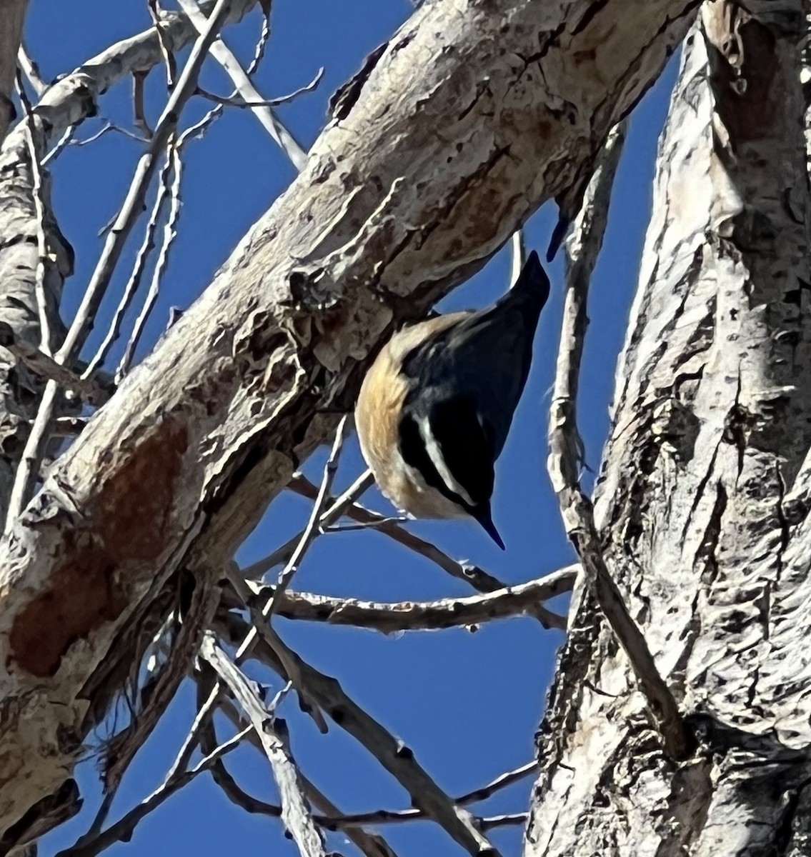 Red-breasted Nuthatch - ML615443630