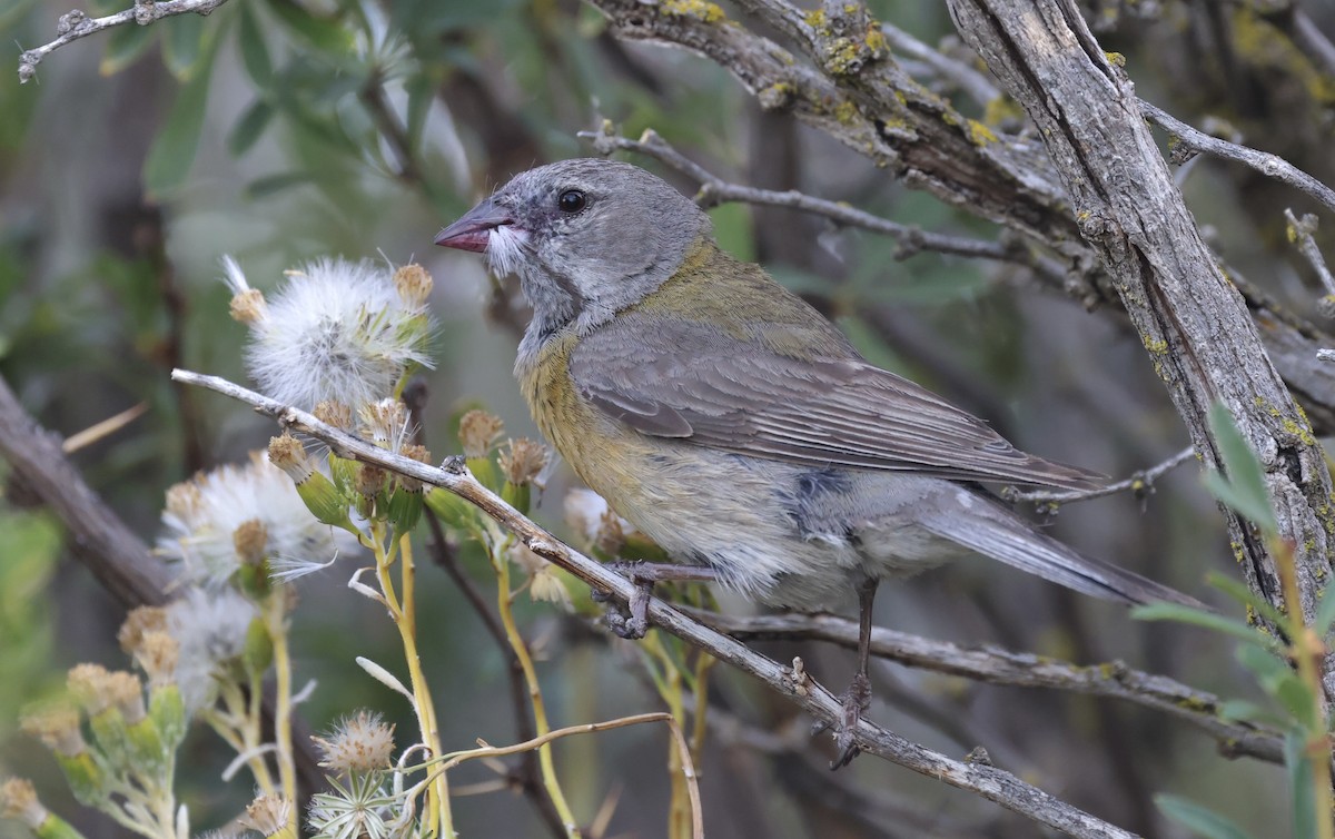 Gray-hooded Sierra Finch - ML615443636