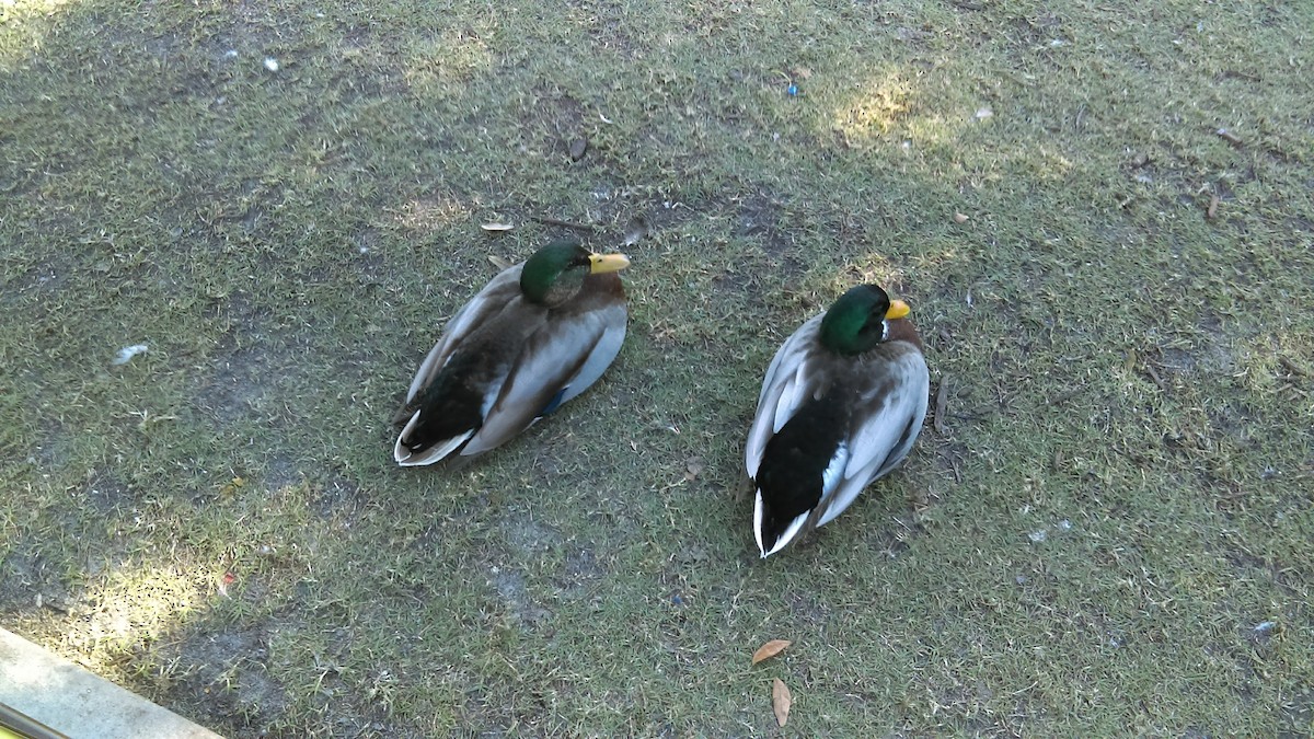 Mallard - ML615443637