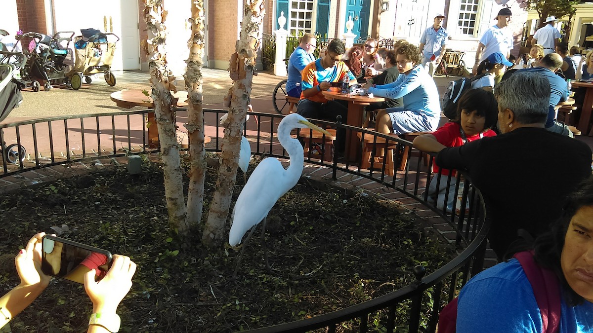 Great Egret - ML615443639