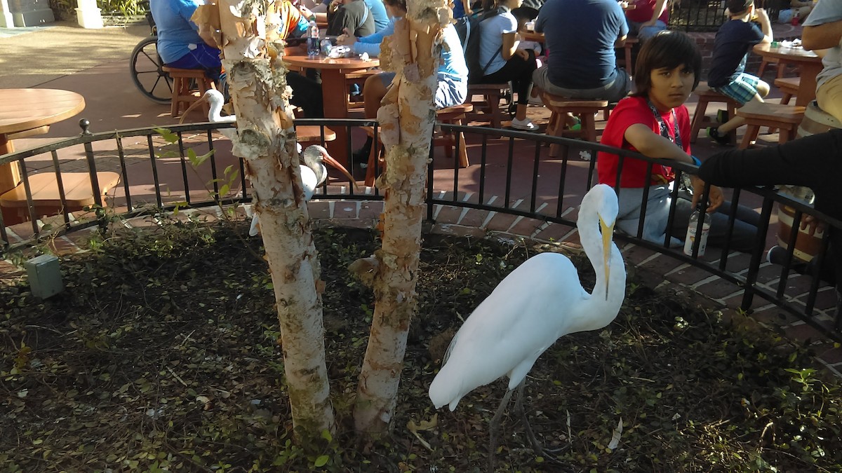 Great Egret - ML615443640