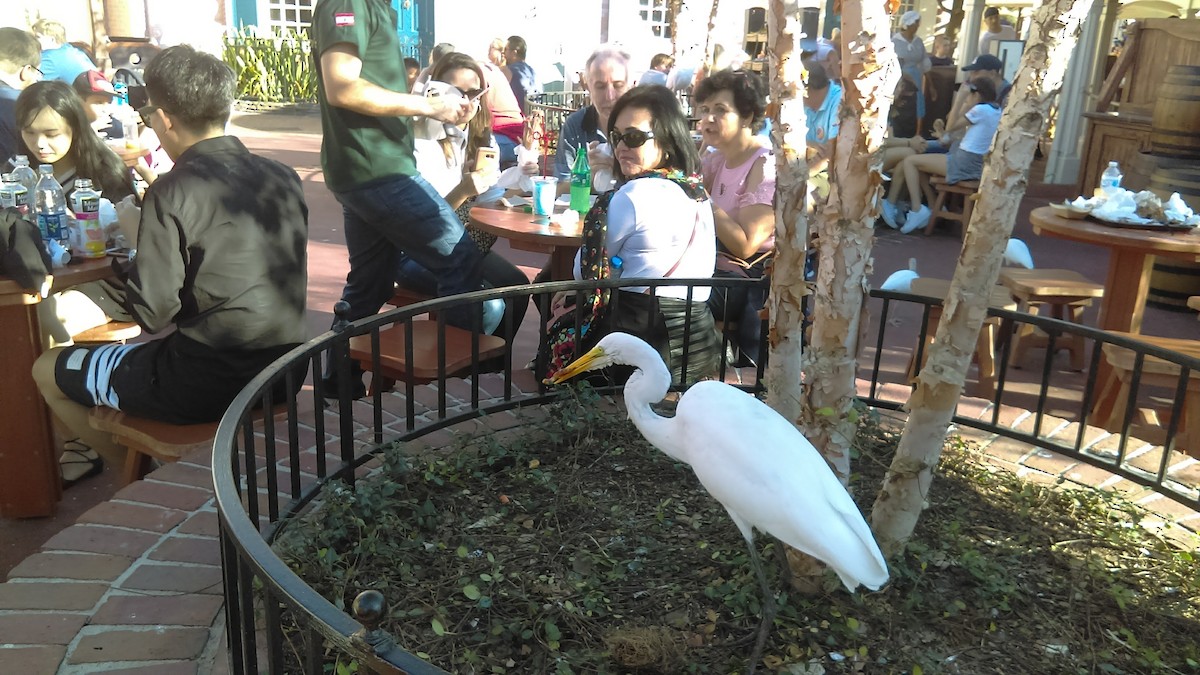 Great Egret - ML615443641