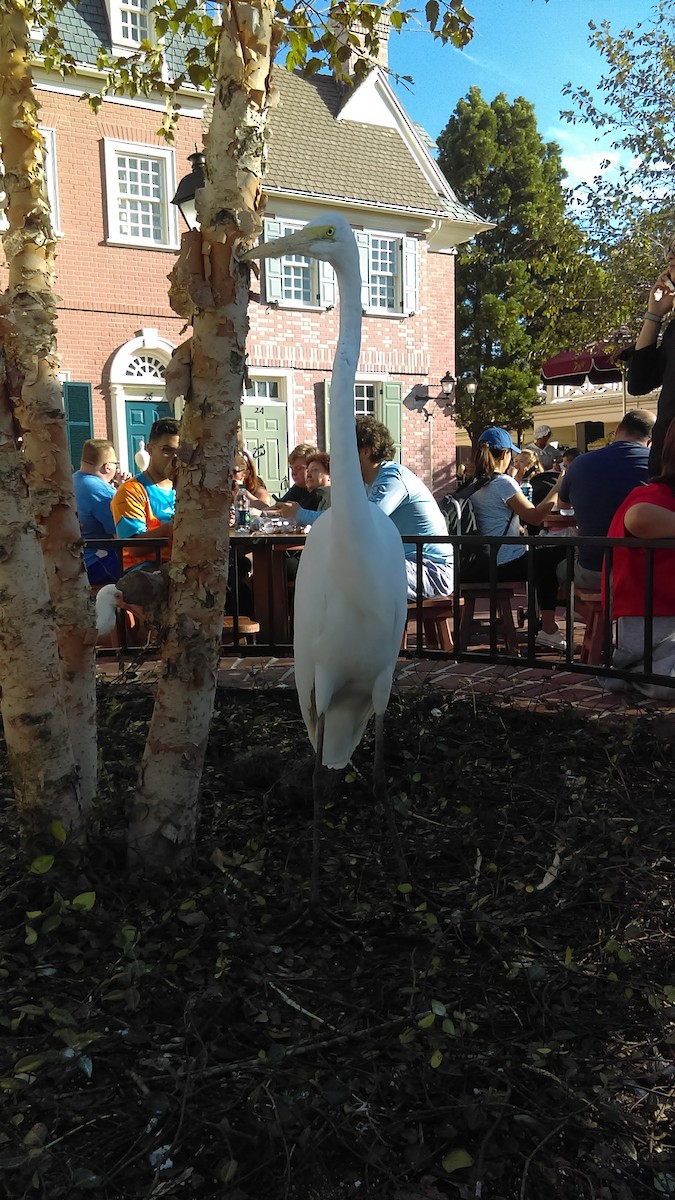 Great Egret - ML615443642