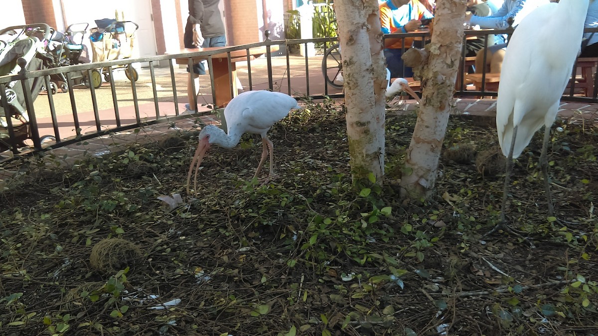 White Ibis - ML615443643