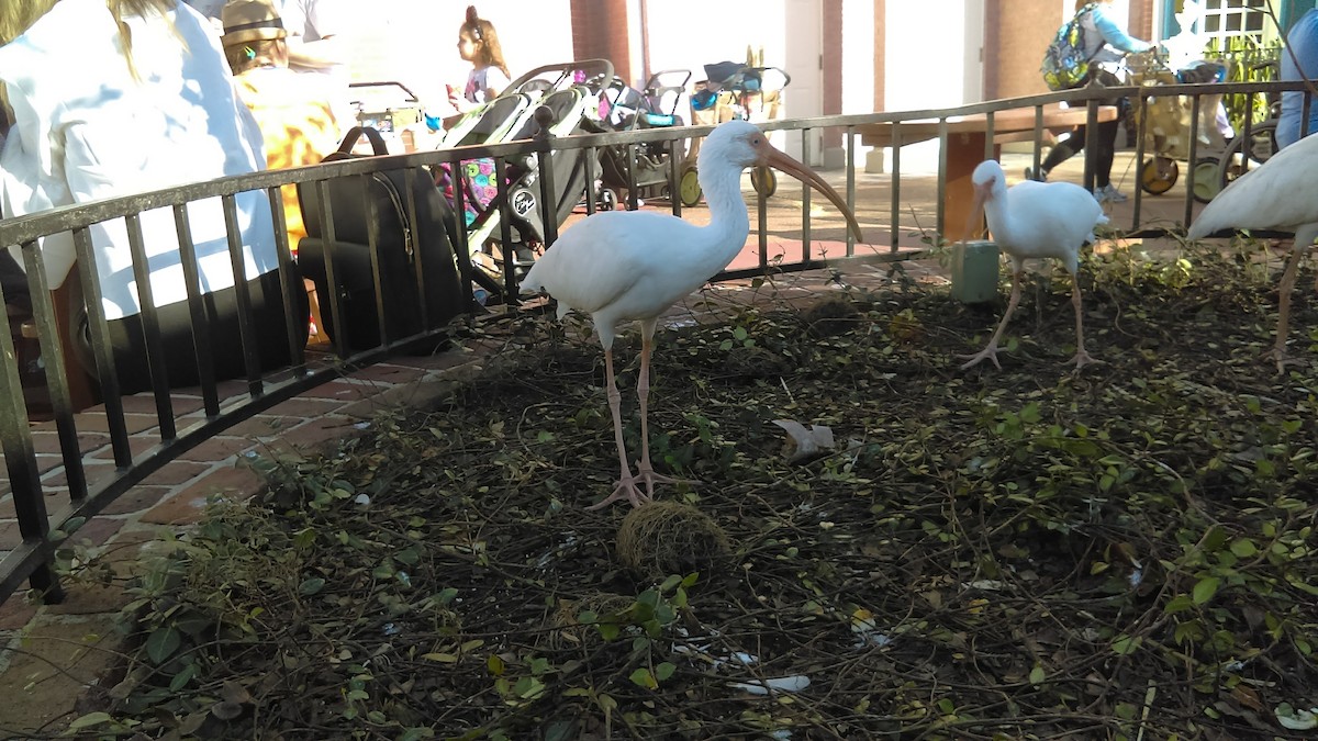 White Ibis - ML615443644