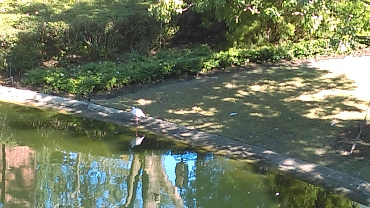 White Ibis - ML615443645