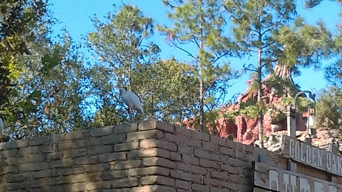 White Ibis - ML615443646