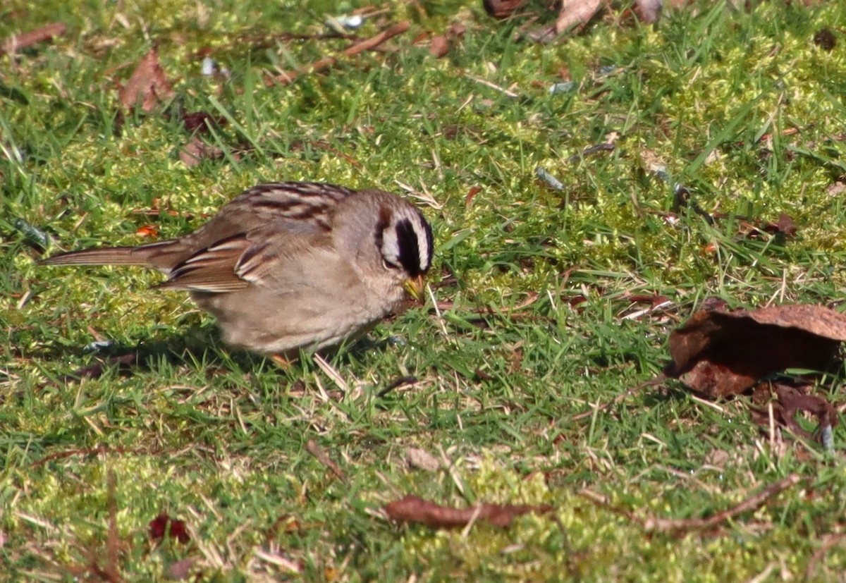 White-crowned Sparrow - ML615443690