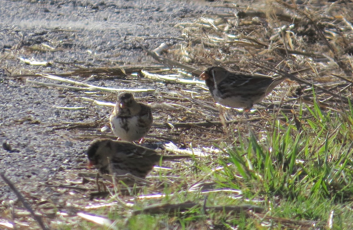 Harris's Sparrow - ML615443843