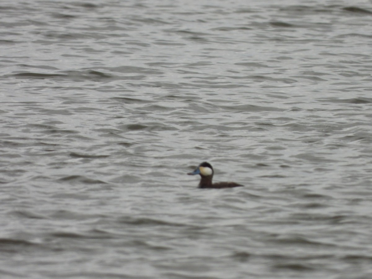 Ruddy Duck - ML615443878