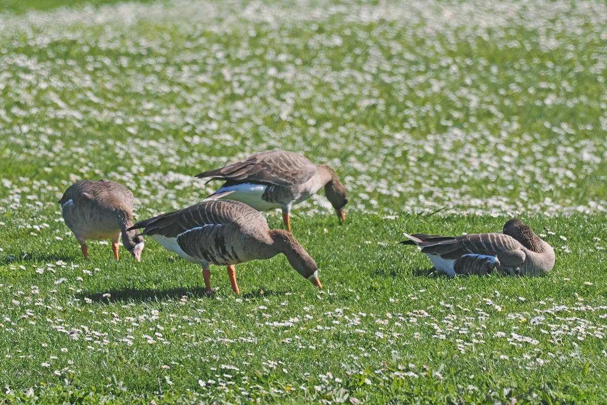 Greater White-fronted Goose - ML615443906