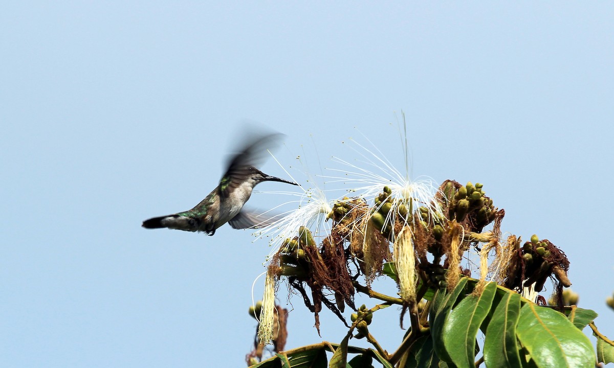 Colibri à gorge rubis - ML615443975