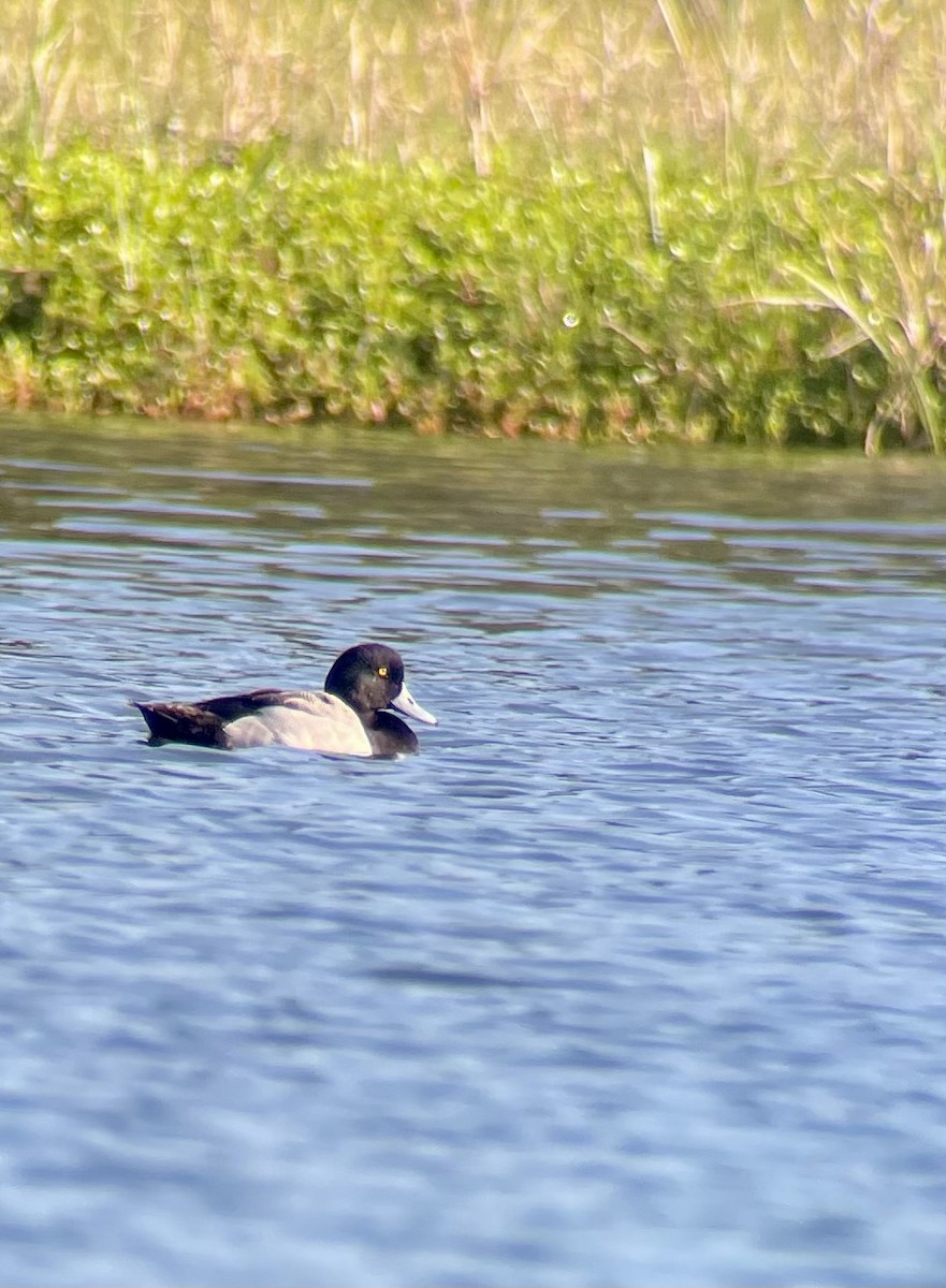 Greater Scaup - Pam Bruns & Ken Smith