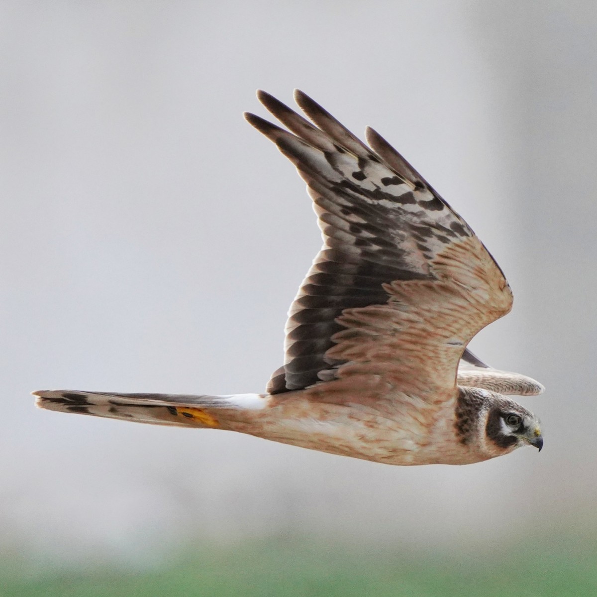 Pallid Harrier - ML615444035