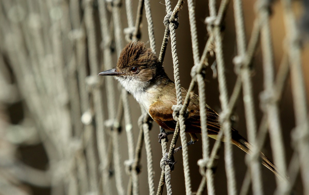 Dusky-capped Flycatcher - ML615444063