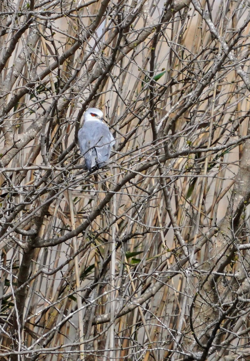 Black-winged Kite - ML615444071