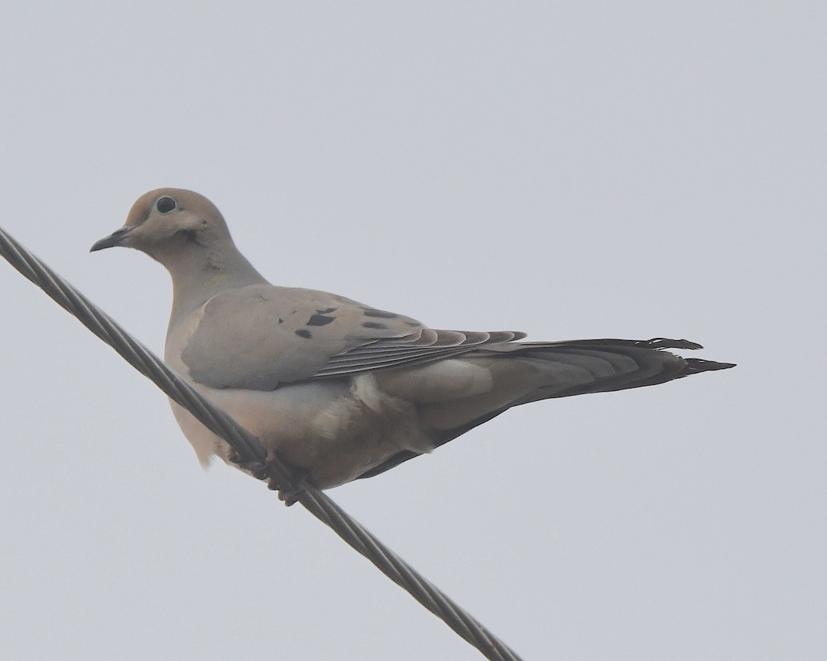 Mourning Dove - ML615444081