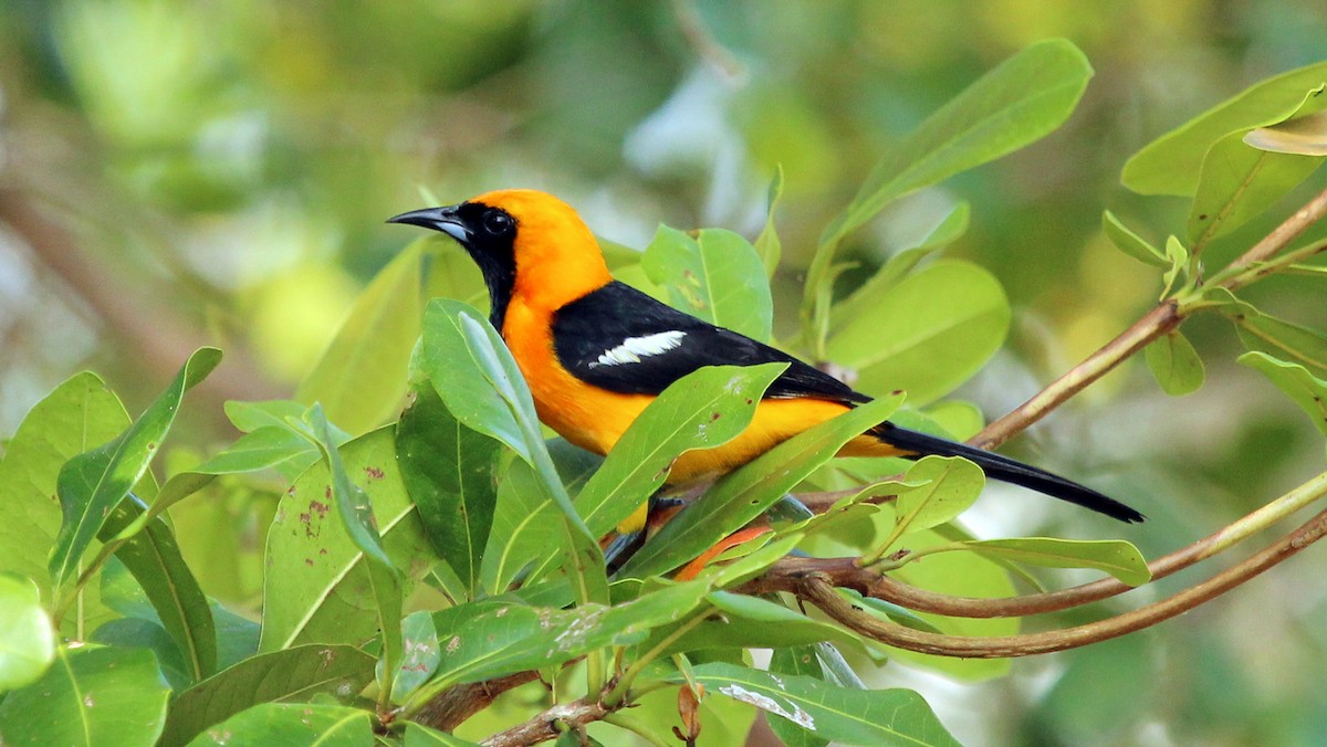 Hooded Oriole - ML615444093