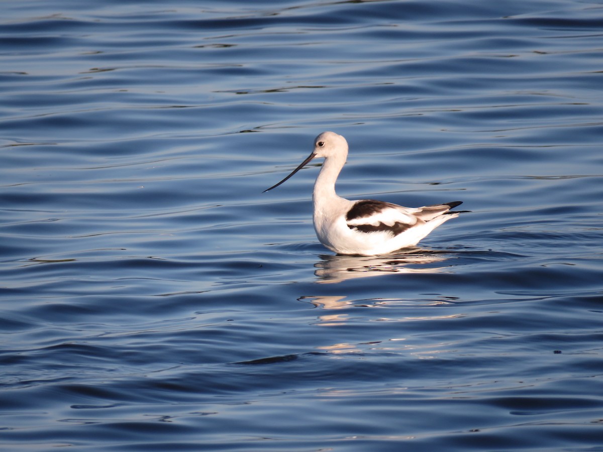 American Avocet - ML615444126