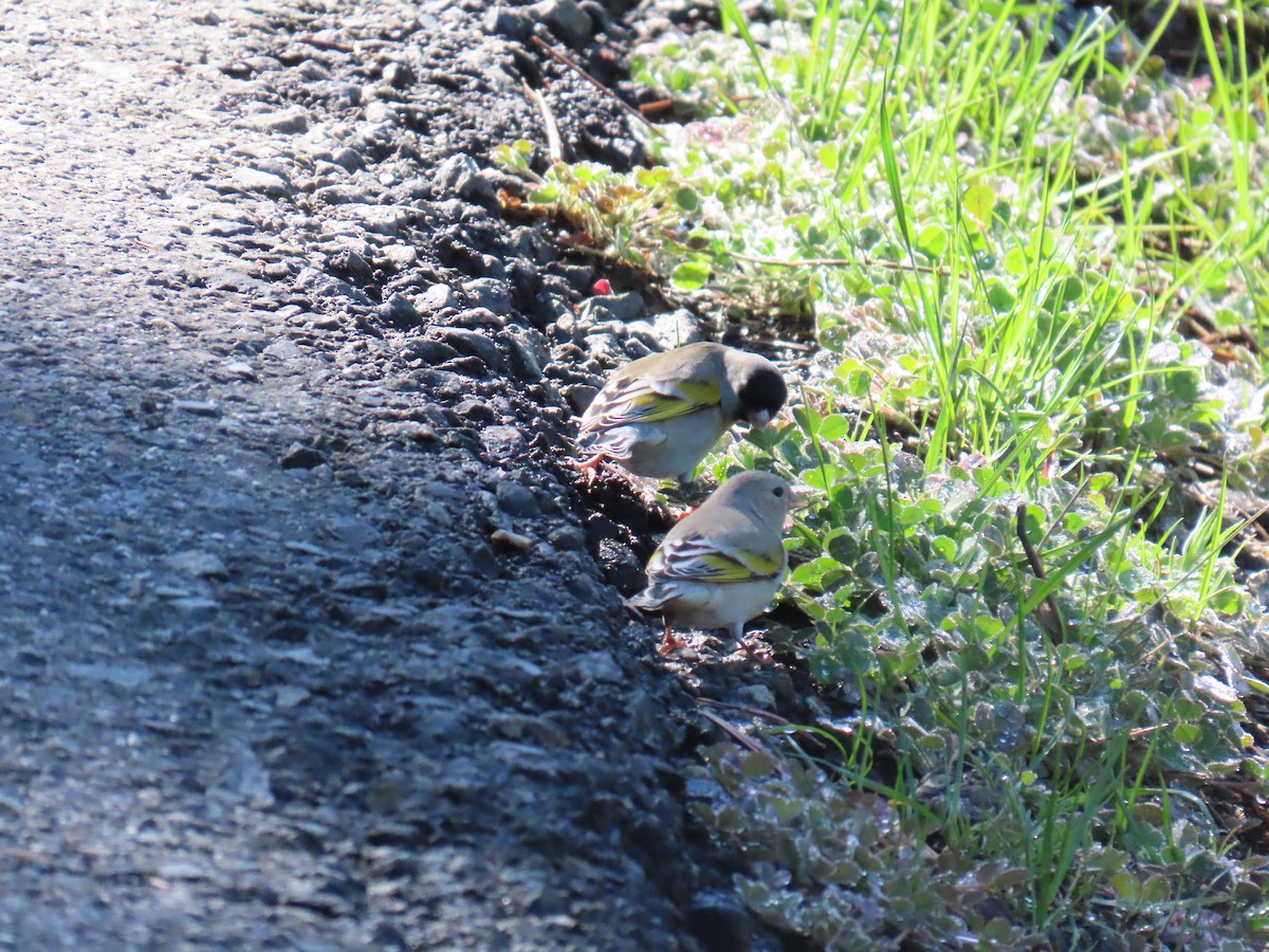 Lawrence's Goldfinch - ML615444164