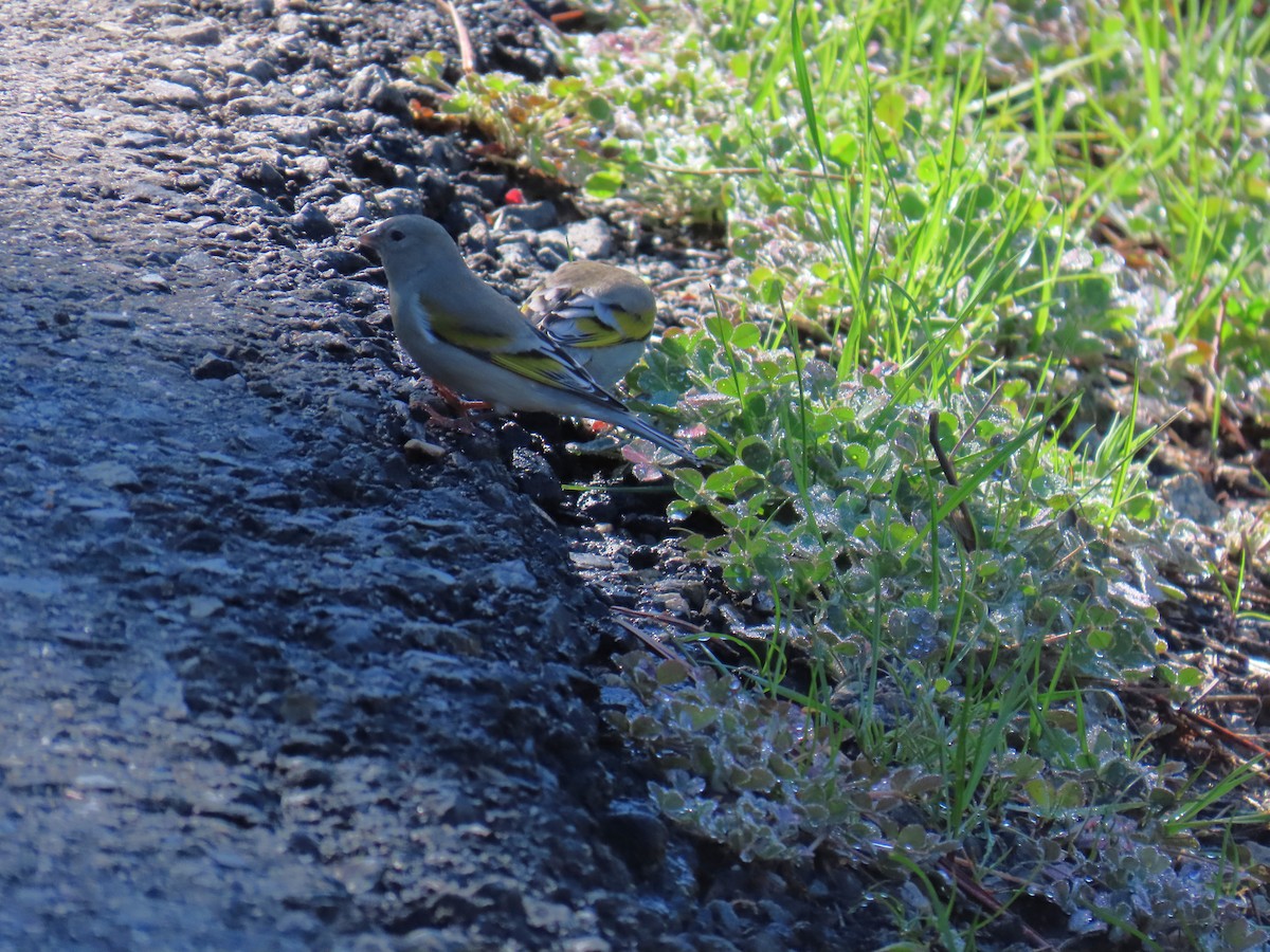 Lawrence's Goldfinch - ML615444167